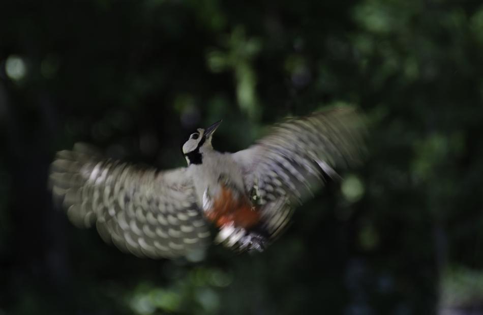 Nature Bird Harvester