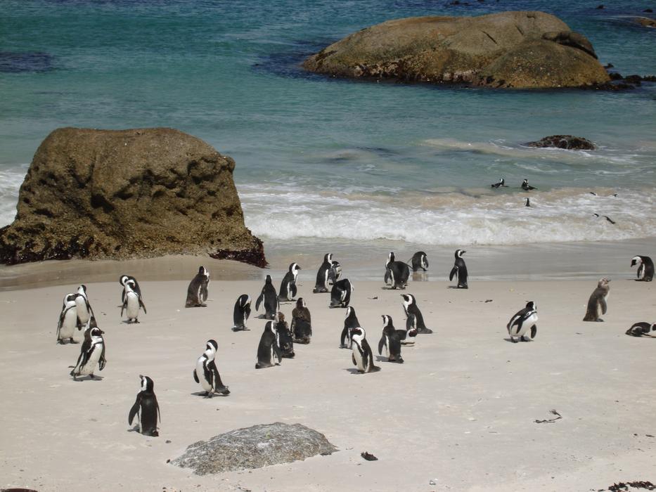 Penguins at Sand beach Ocean
