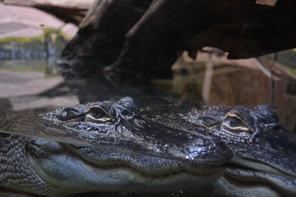 irresistible Crocodile Vivarium