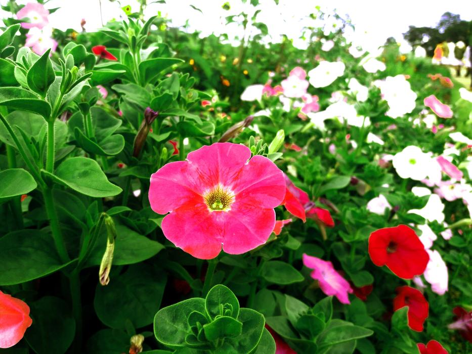 Beautiful Flowers Garden