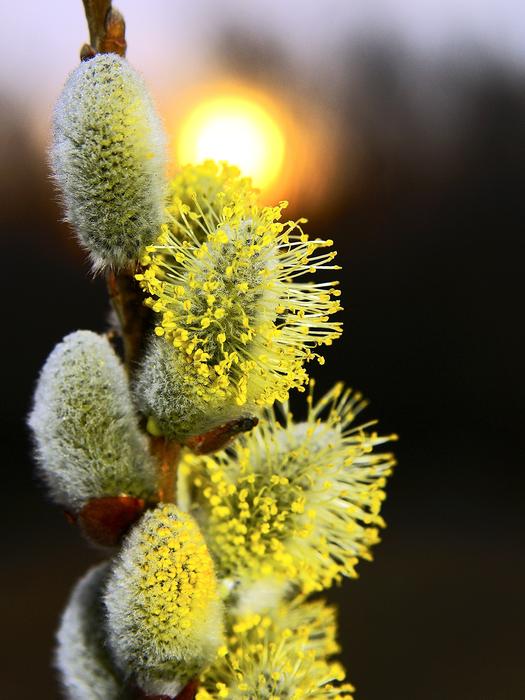 Verba Sun Spring