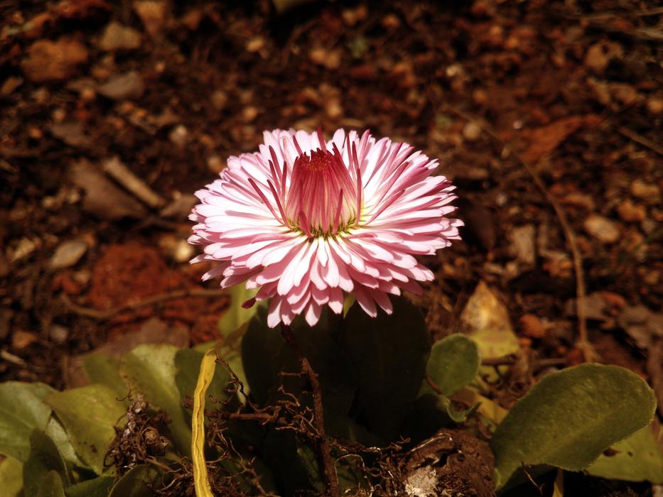 Beautiful Flowers Garden