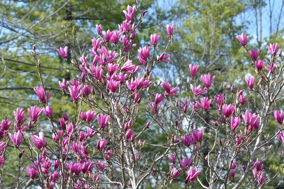 Saucer Magnolia Japanese