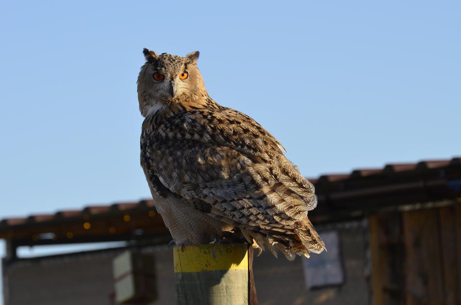 Beautiful and colorful owl sitting on the pole at blue sky background