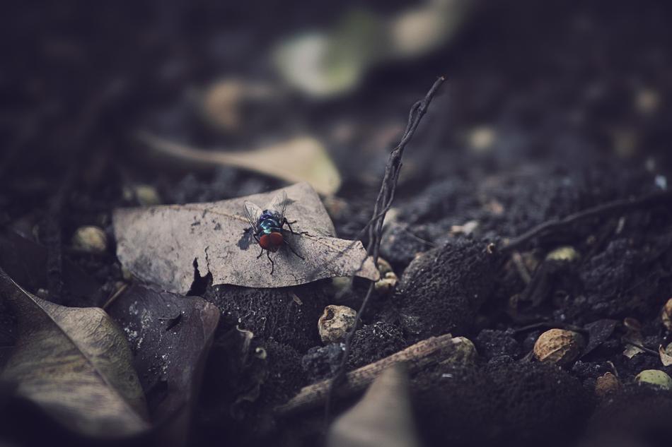 spider Close-Up