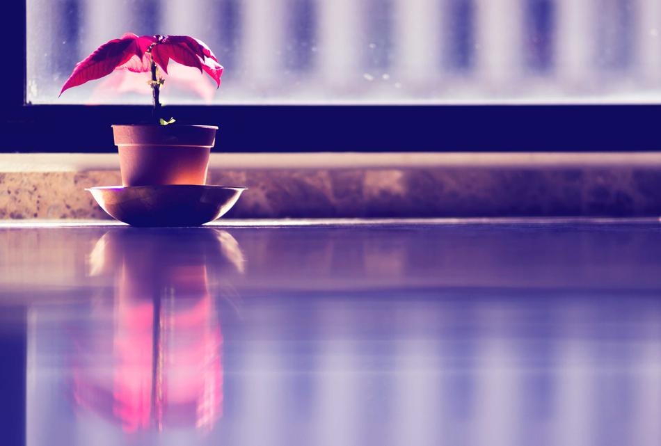 Interior Plant Red