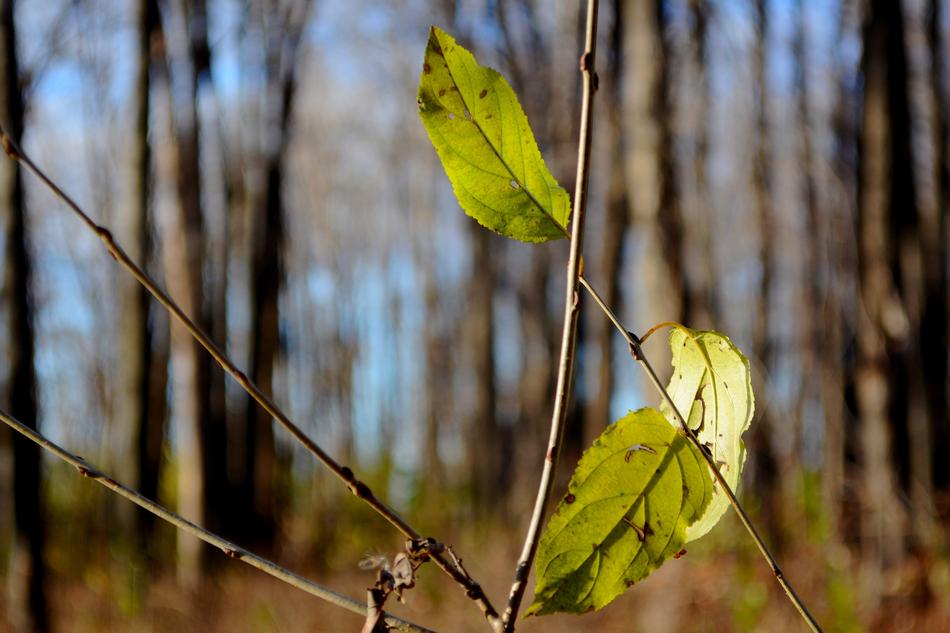 Depth Leaves at Nature