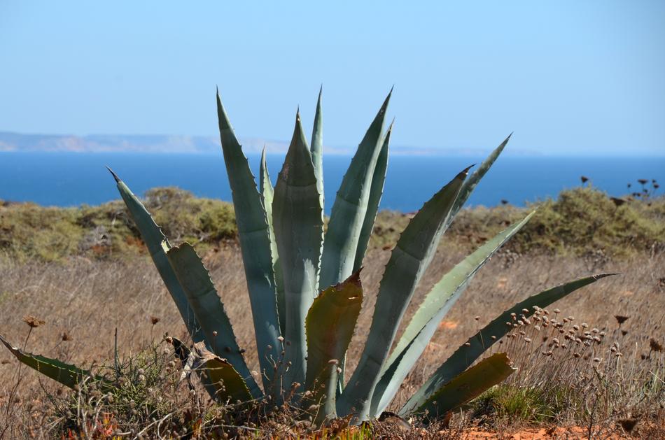 Argave South Plants