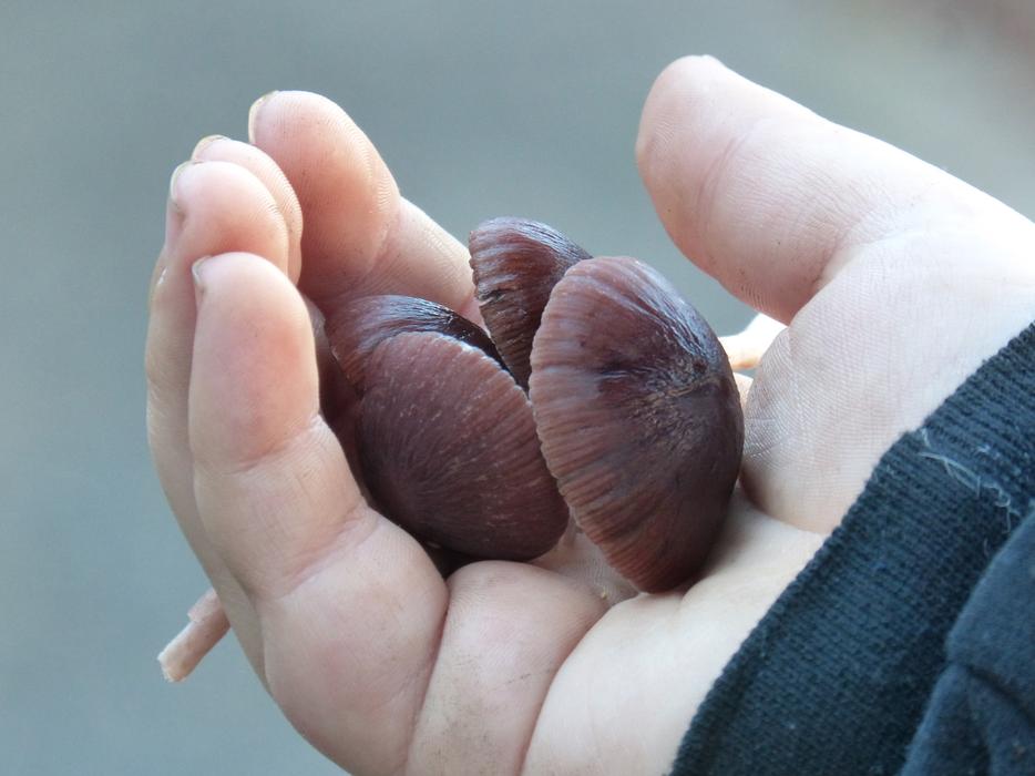 brown mushrooms on the palm