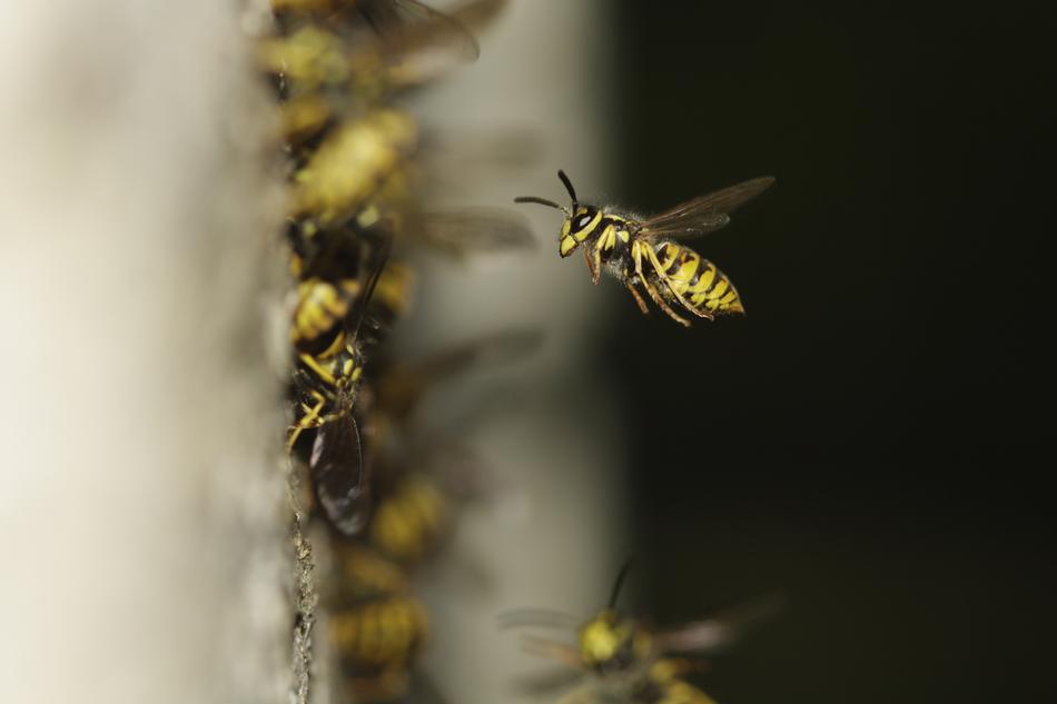 striped bee flies to the hive