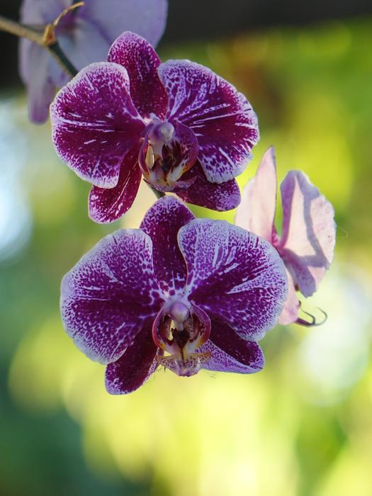 Purple Orchid Butterfly The Falkland Islands