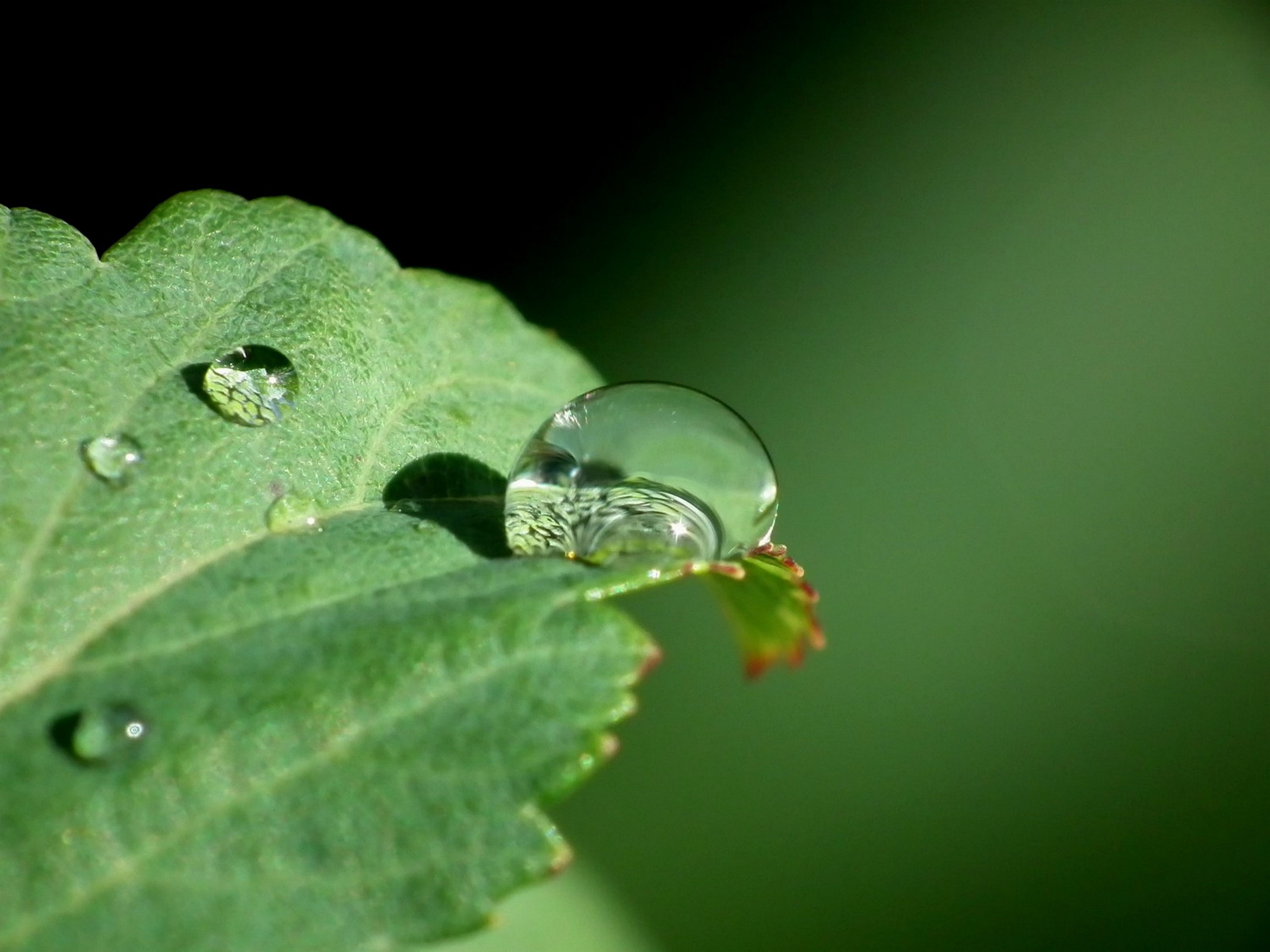 drop-water-leaf-free-image-download