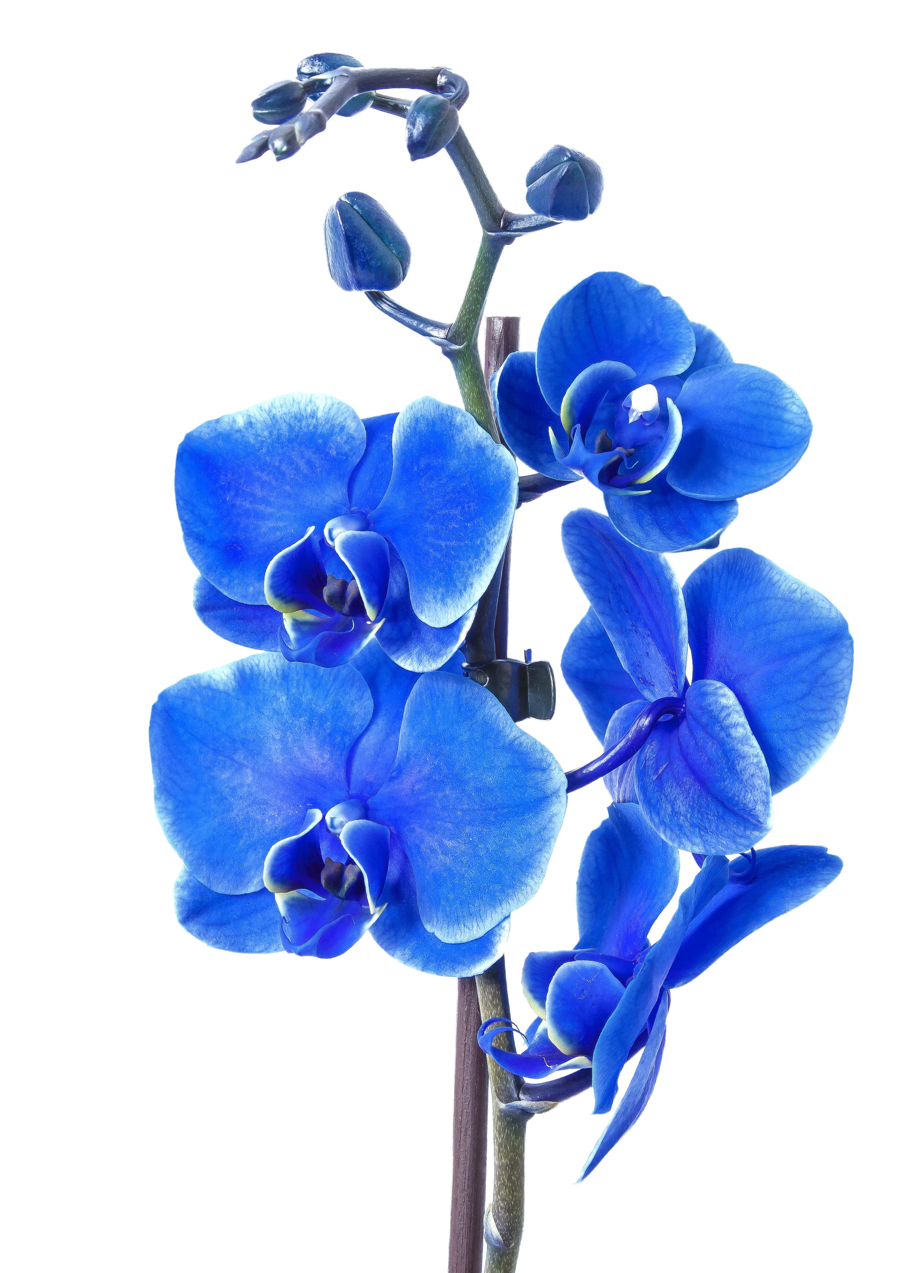 Орхидея Блу