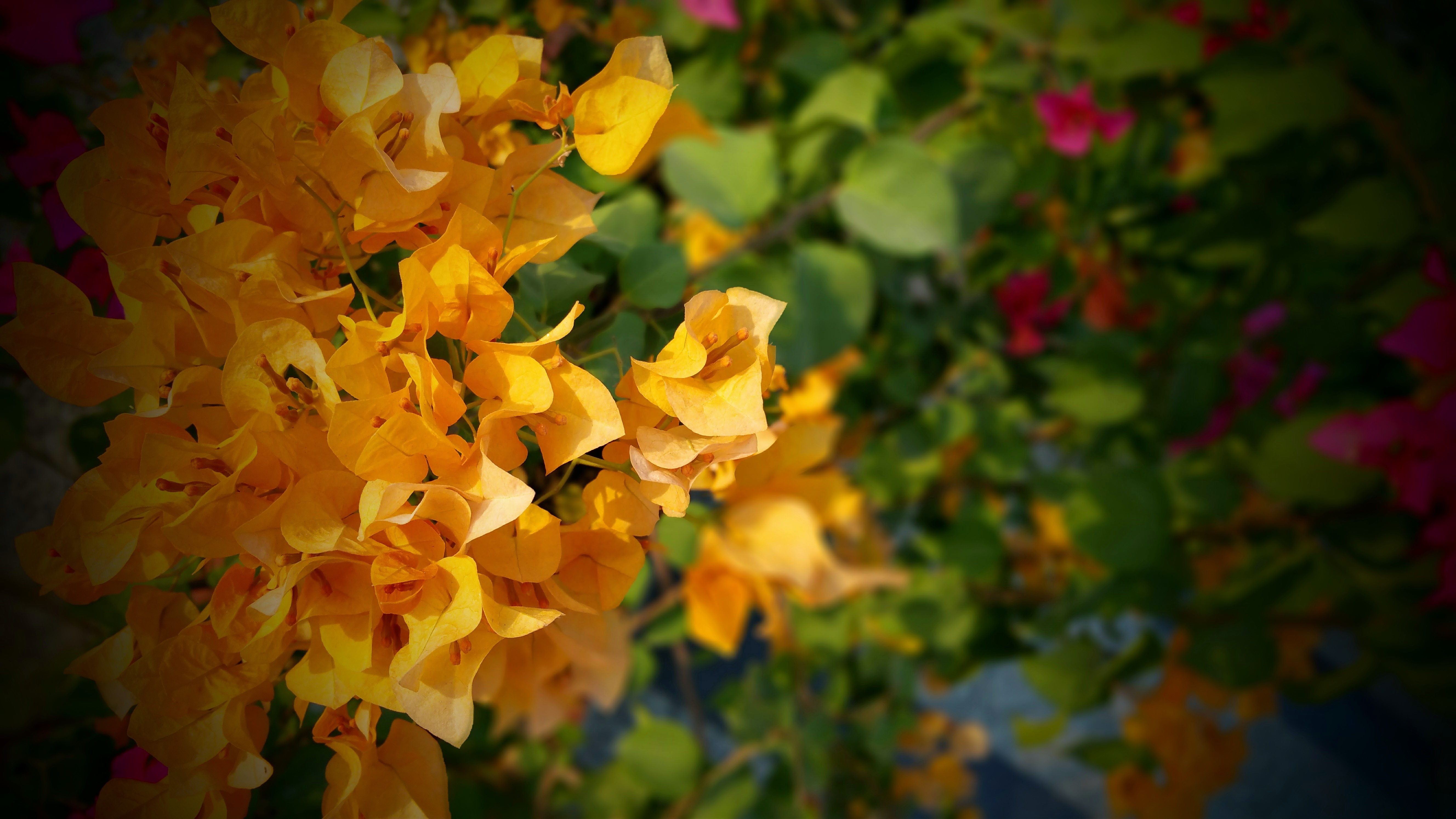 Beautiful Bougainvilleas Bright free image download