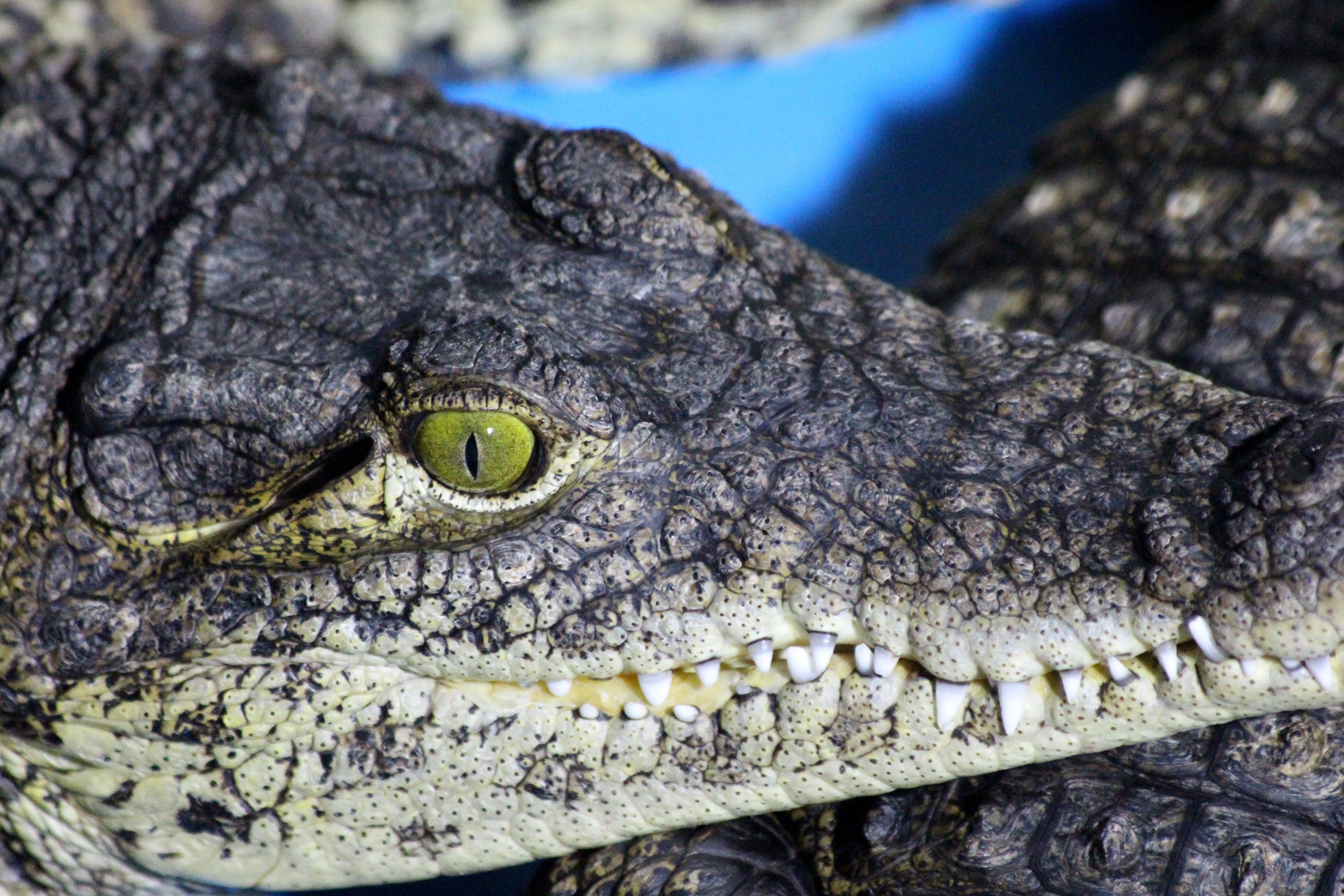 Крокодил это пресмыкающееся животное. Глаз нильского крокодила. Аллигатор пресмыкающихся. Варан и Аллигатор. Зрачок крокодила.