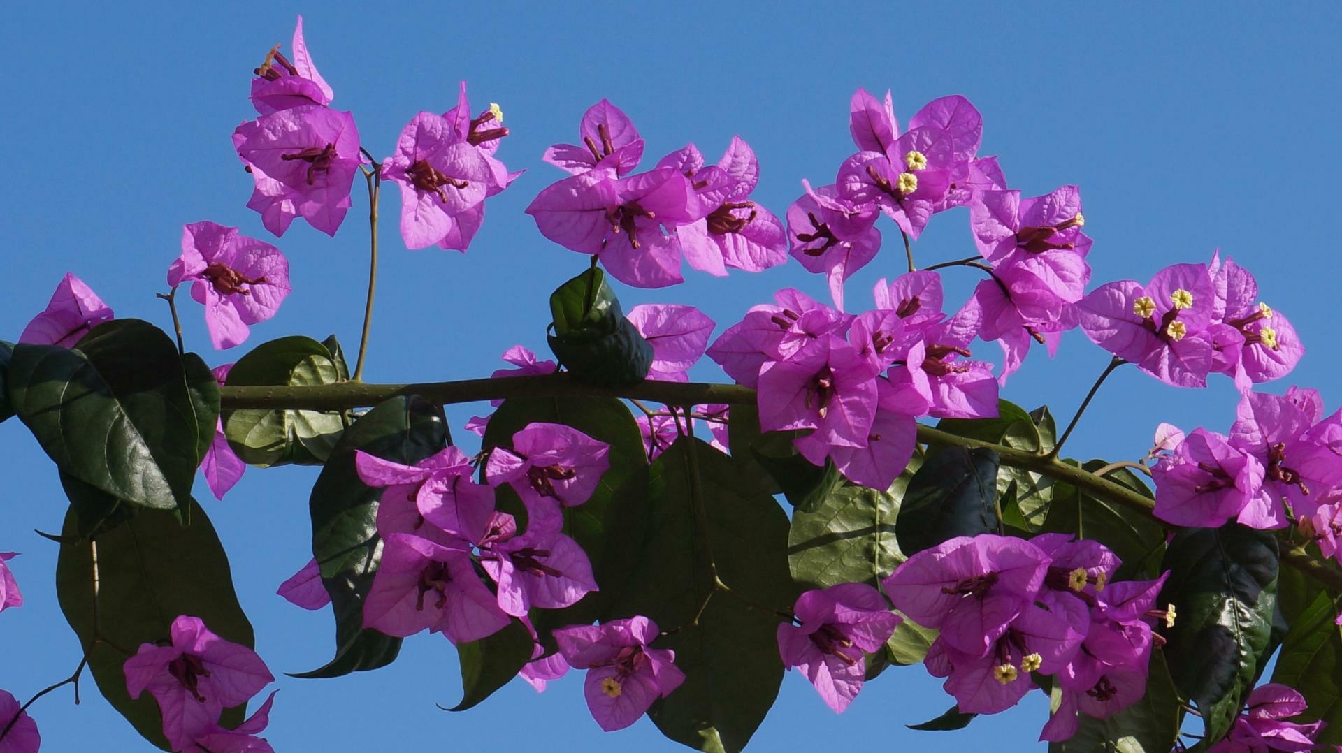 Bougainvillea Bougainvillea, Farm gardens, Backyard sanctuary