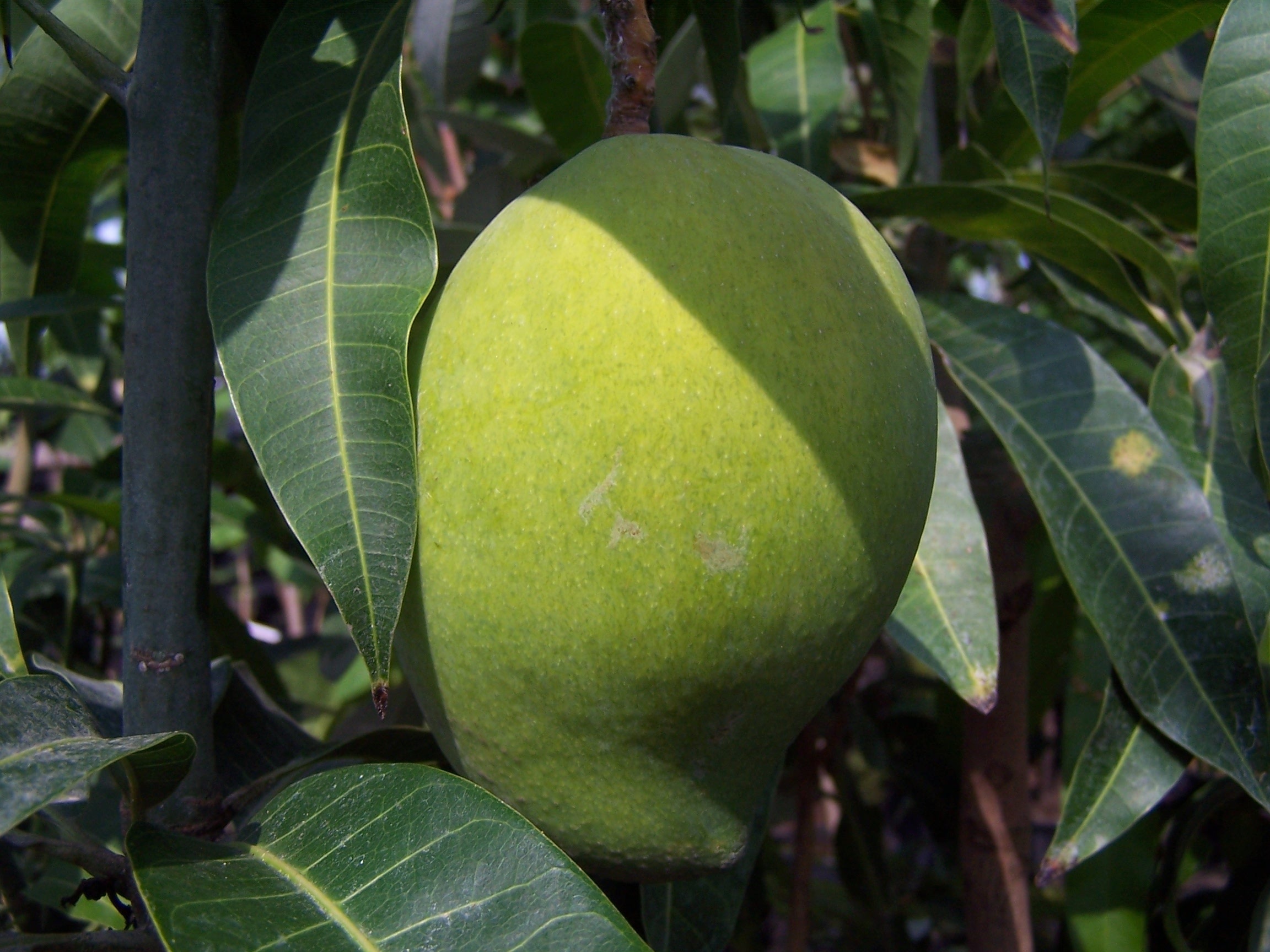Mango Fruit free image download