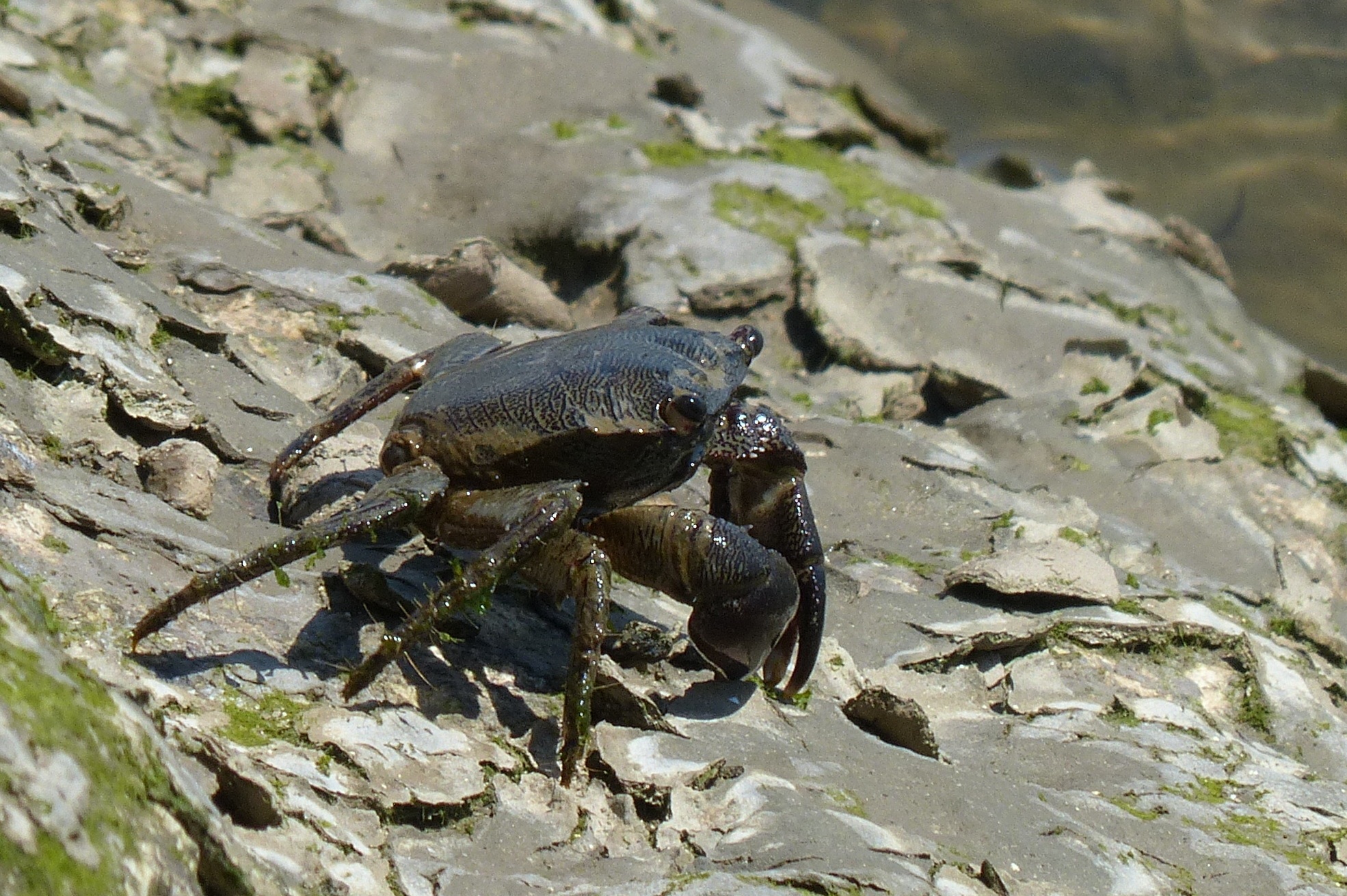 Crab Salt Water free image download