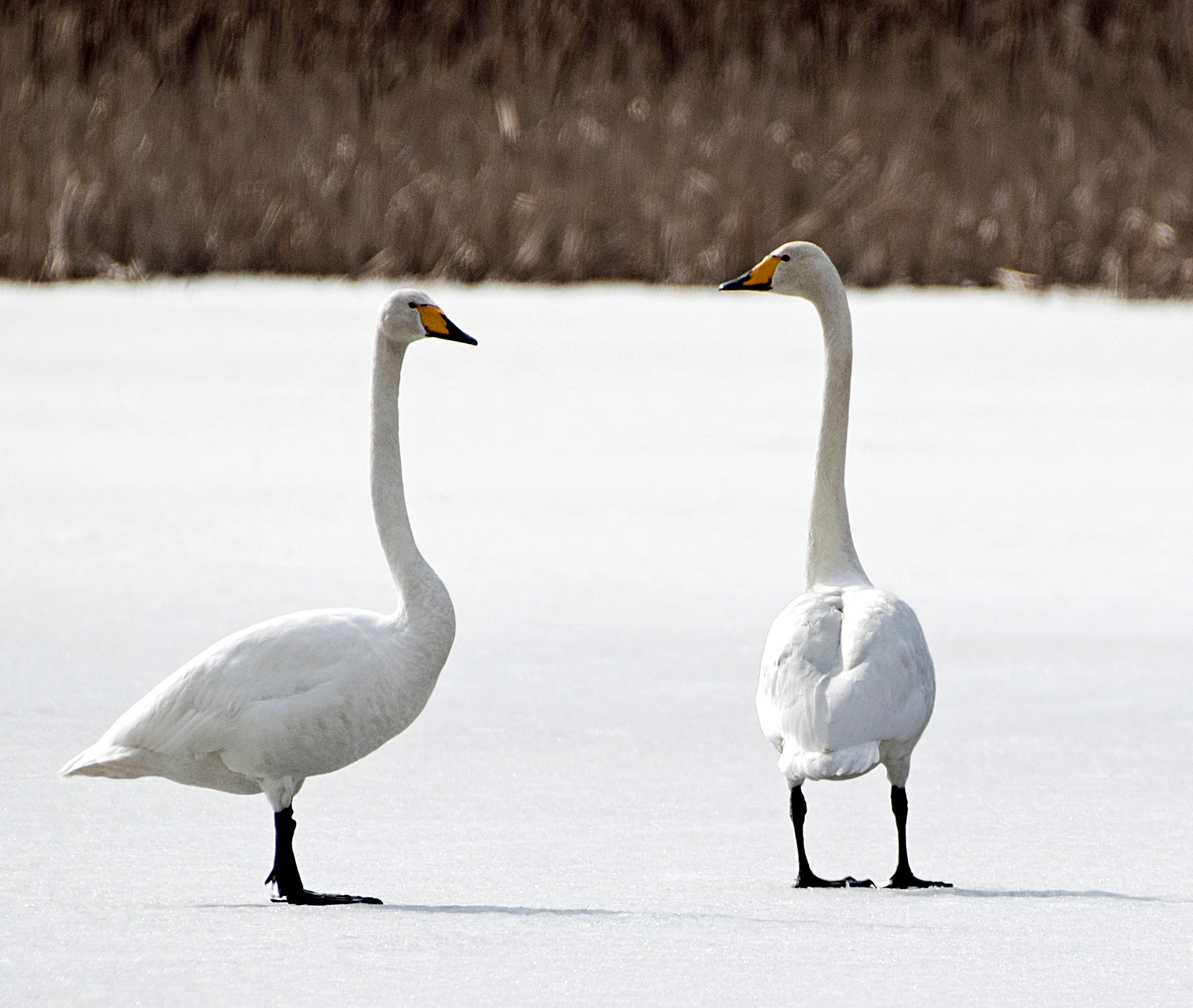 Winter Frost Swan free image download