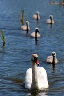goodly Swan-Shipun