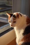 spotted domestic cat looks out the window
