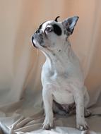 black and white french bulldog is posing in studio