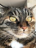 impressively beautiful Cat Mackerel