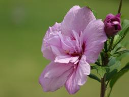 pink hibiscus flower on blurred green background