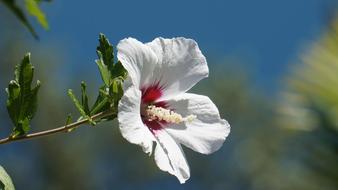 Hibiscus Blossom Bloom