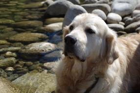 irresistible Dog Golden Retriever