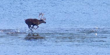 male Reindeer Running through water in Wild