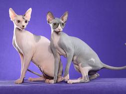 Cat Sfinks