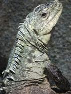 irresistible Iguana Reptile Wildlife