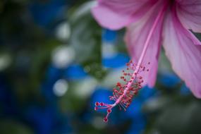 Flower Garden Floral