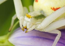 stunningly beautiful Spider Misumena