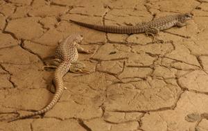 Desert Iguanas Looking Reptiles