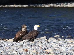 goodly Eagle Teaching Fishing