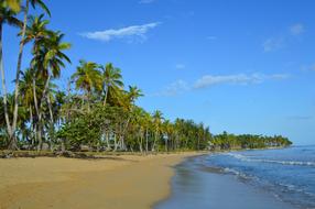 Caribbean Sea Grape Beach