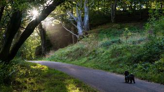 Sun Flare through foliage and small black dog on path