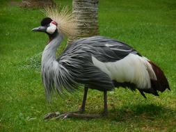 goodly Bird Crane Nature