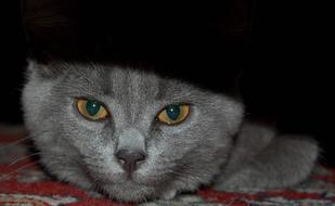 gray cat lies under the bed