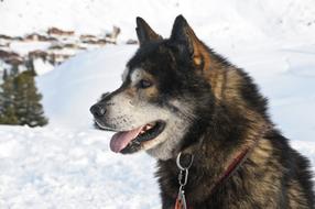 Sled Dog sits at snowy landscape