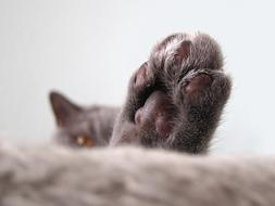 impressively beautiful Cat paw