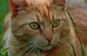 macro photo of a red cat lying in green grass
