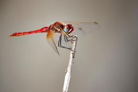 wonderful red Dragonfly Insect