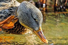 gray spotted duck in water close up