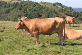 irresistible Cow Livestock