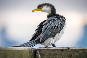 wildlife Bird