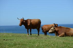 stunningly beautiful Cow Livestock