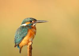 goodly Kingfisher Bird Animal